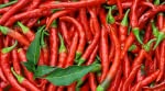 Load image into Gallery viewer, 100 USDA Certified Organic Sichuan Chili Pepper Seeds, Er Jing Tiao, Product of the USA, Non GMO, 二荆条辣椒