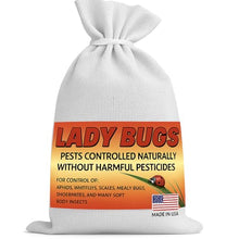 Load image into Gallery viewer, 1500 Live Ladybugs for Garden | Hippodamia Convergens | Ladybugs Live | Net Bag