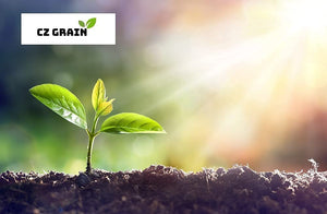 Elephant Grass Seeds - Tallest Grass in The World - Ships from Iowa, Made in USA (5,000 Seeds)