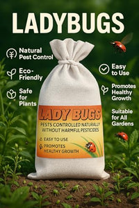 1500 Live Ladybugs for Garden | Hippodamia Convergens | Ladybugs Live | Net Bag