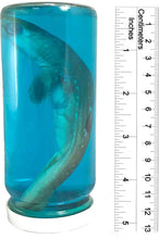 Load image into Gallery viewer, Real Shark in a Bottle Jar, Marine Specimen Taxidermy, Fishing, Jaws