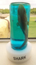 Load image into Gallery viewer, Real Shark in a Bottle Jar, Marine Specimen Taxidermy, Fishing, Jaws