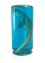 Load image into Gallery viewer, Real Shark in a Bottle Jar, Marine Specimen Taxidermy, Fishing, Jaws