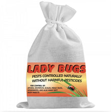 Load image into Gallery viewer, 1500 Live Ladybugs for Garden | Hippodamia Convergens | Ladybugs Live | Net Bag