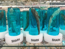 Load image into Gallery viewer, Real Shark in a Bottle Jar, Marine Specimen Taxidermy, Fishing, Jaws