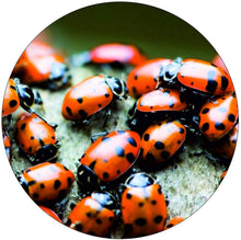 Load image into Gallery viewer, 1500 Live Ladybugs for Garden | Hippodamia Convergens | Ladybugs Live | Net Bag