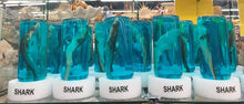 Load image into Gallery viewer, Real Shark in a Bottle Jar, Marine Specimen Taxidermy, Fishing, Jaws