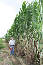 Load image into Gallery viewer, Bulk Elephant Grass Seeds - Tallest Grass in The World (10 Pounds)