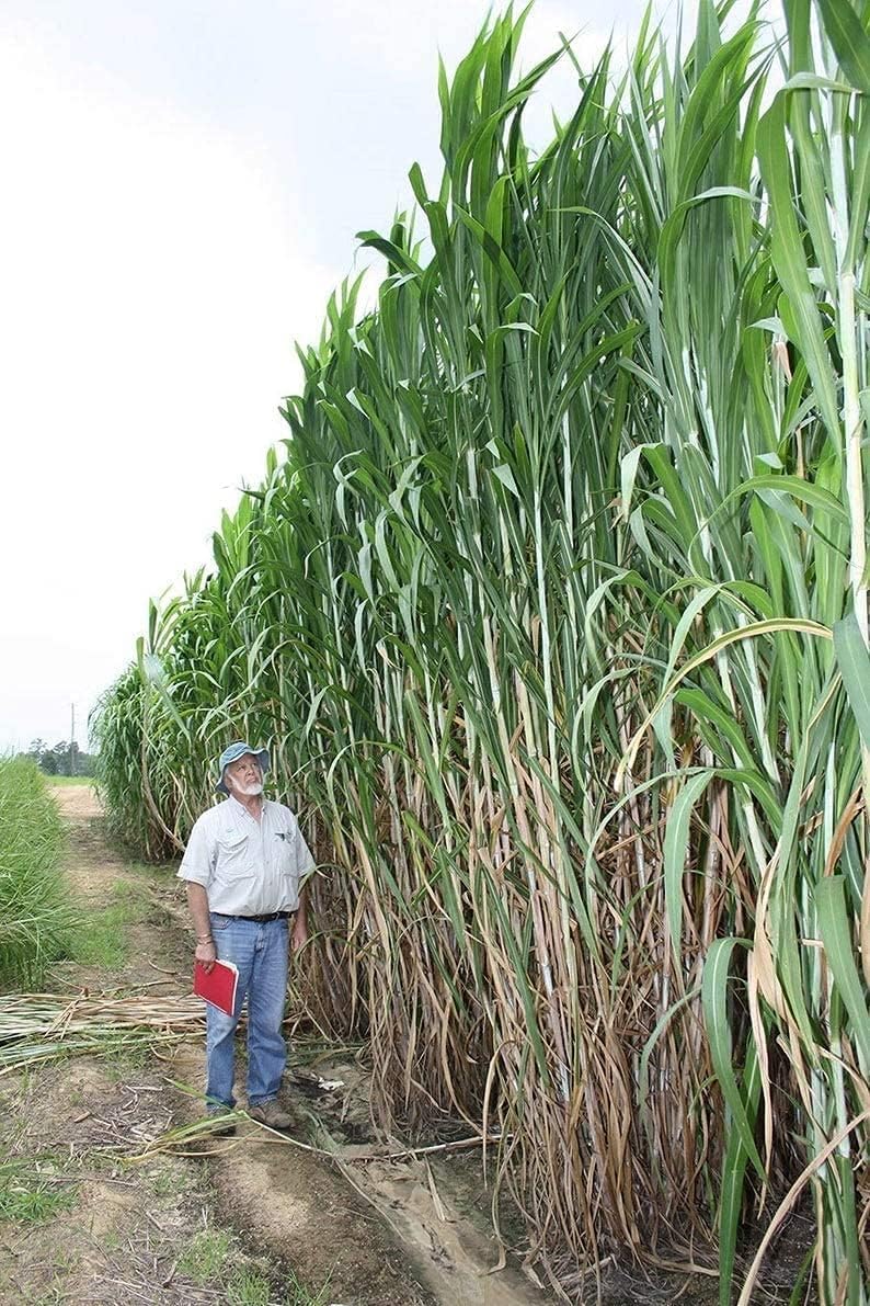 Bulk Elephant Grass Seeds - Tallest Grass in The World (10 Pounds)