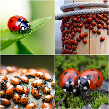 Load image into Gallery viewer, 1500 Live Ladybugs for Garden | Hippodamia Convergens | Ladybugs Live | Net Bag