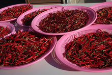 Load image into Gallery viewer, 100 USDA Certified Organic Sichuan Chili Pepper Seeds, Er Jing Tiao, Product of the USA, Non GMO, 二荆条辣椒